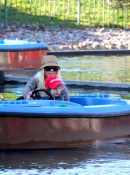 Filename=Christina_Aguilera_and_Jordan_Bratman_celebrate_their_son_Max_s_birthday_at_Legoland_in_Carlsbad_-_January_12_-_Christina_Aguilera_Daily_007.jpg
Filesize=2912KiB
Dimensions=2850x1987
Date added=May 02, 2023 Christina_Aguilera_and_Jordan_Bratman_celebrate_their_son_Max_s_birthday_at_Legoland_in_Carlsbad_-_January_12_-_Christina_Aguilera_Daily_007.jpg