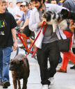 _Jordan_Bratman2C_Christina_Aguilera_s_husband2C_was_spotted_taking_their_dogs_for_a_walk_in_the_West_Village_area_of_New_York_City_-_May_7_-_Christina_Aguilera_Daily_0003.jpg